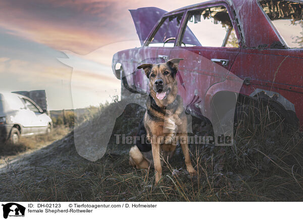 Schferhund-Rottweiler Hndin / female Shepherd-Rottweiler / DH-02123