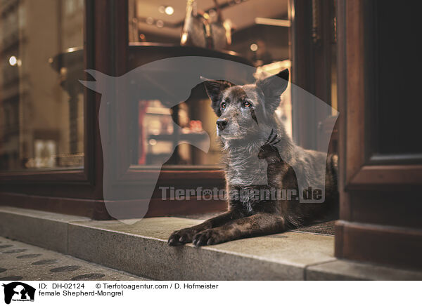 Schferhund-Mischling Hndin / female Shepherd-Mongrel / DH-02124