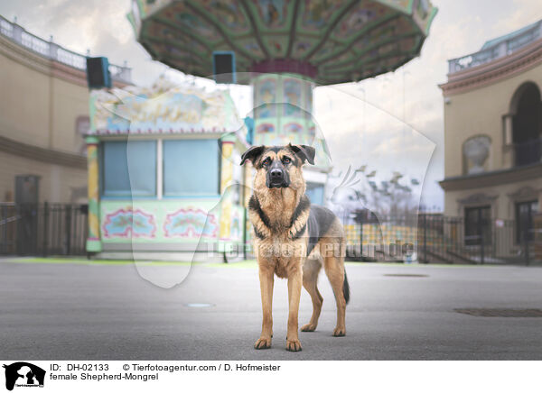 Schferhund-Mischling Hndin / female Shepherd-Mongrel / DH-02133