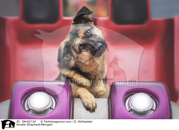 Schferhund-Mischling Hndin / female Shepherd-Mongrel / DH-02134