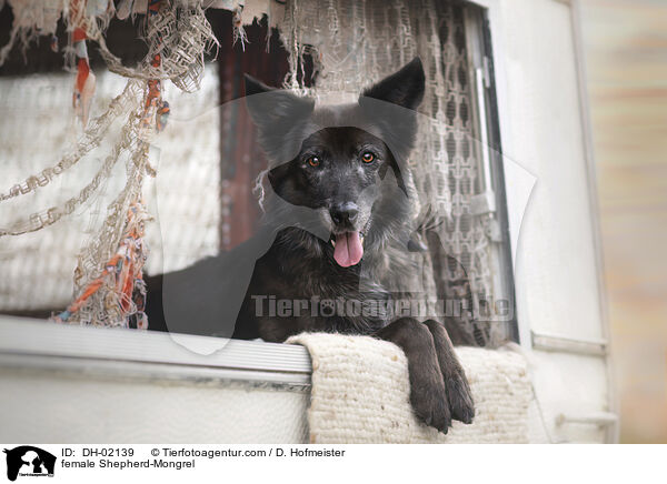 Schferhund-Mischling Hndin / female Shepherd-Mongrel / DH-02139