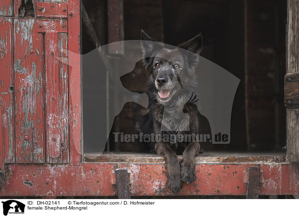 Schferhund-Mischling Hndin / female Shepherd-Mongrel / DH-02141