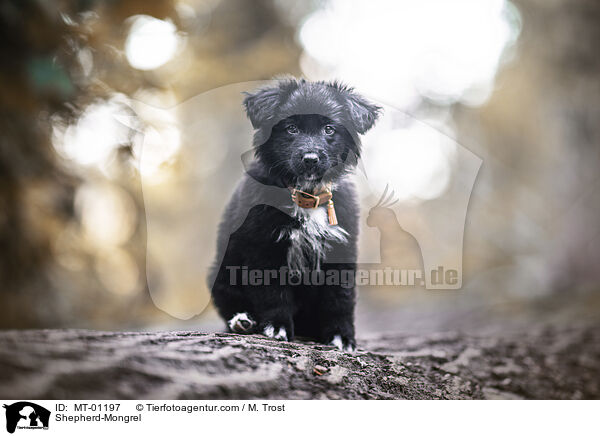 Shepherd-Mongrel / MT-01197