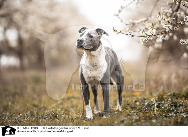 American-Staffordshire-Terrier-Mix / American-Staffordshire-Terrier-Mongrel / MT-01203
