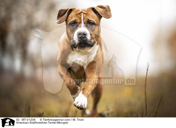 American-Staffordshire-Terrier-Mix / American-Staffordshire-Terrier-Mongrel / MT-01208