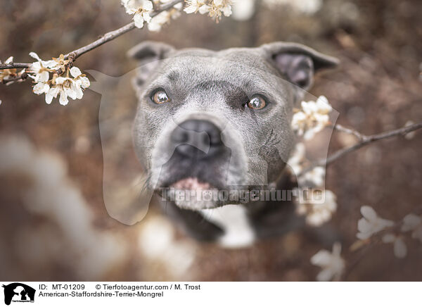 American-Staffordshire-Terrier-Mix / American-Staffordshire-Terrier-Mongrel / MT-01209
