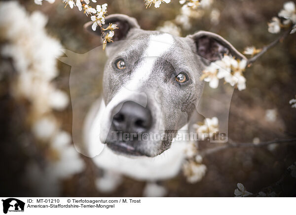 American-Staffordshire-Terrier-Mix / American-Staffordshire-Terrier-Mongrel / MT-01210