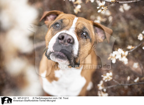 American-Staffordshire-Terrier-Mix / American-Staffordshire-Terrier-Mongrel / MT-01211