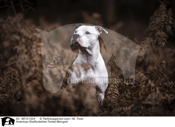 American-Staffordshire-Terrier-Mix / American-Staffordshire-Terrier-Mongrel / MT-01304