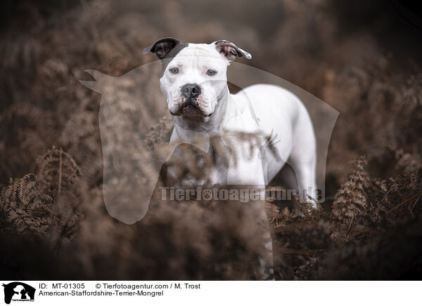 American-Staffordshire-Terrier-Mix / American-Staffordshire-Terrier-Mongrel / MT-01305