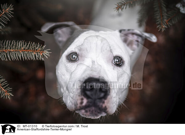 American-Staffordshire-Terrier-Mix / American-Staffordshire-Terrier-Mongrel / MT-01310