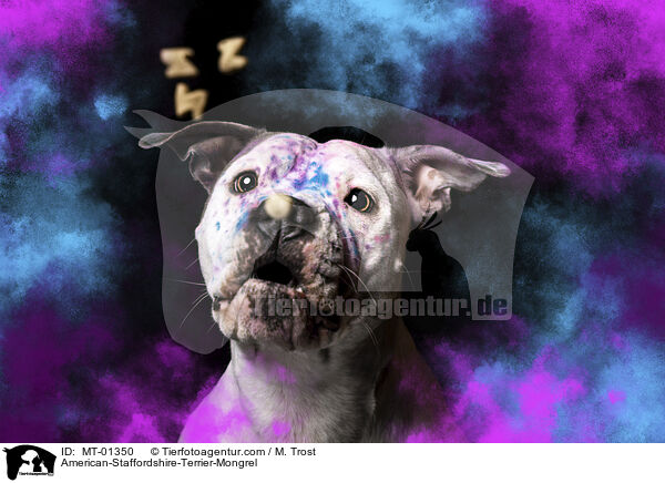 American-Staffordshire-Terrier-Mongrel / MT-01350