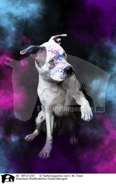 American-Staffordshire-Terrier-Mongrel / MT-01351