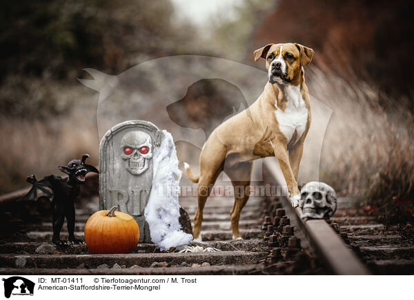 American-Staffordshire-Terrier-Mix / American-Staffordshire-Terrier-Mongrel / MT-01411