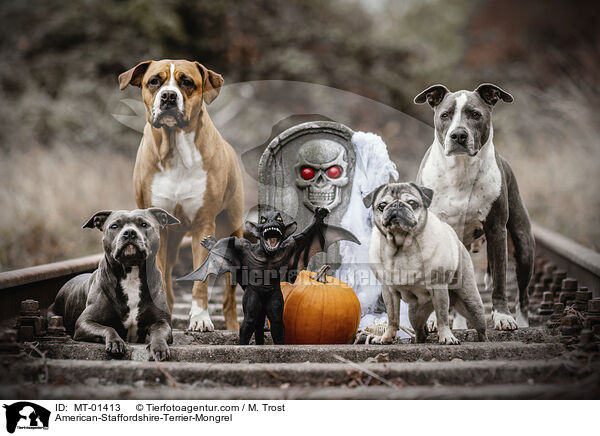 American-Staffordshire-Terrier-Mix / American-Staffordshire-Terrier-Mongrel / MT-01413