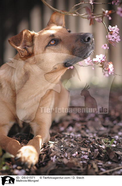 Malinois-Mischling / Malinois-Mongrel / DS-01571