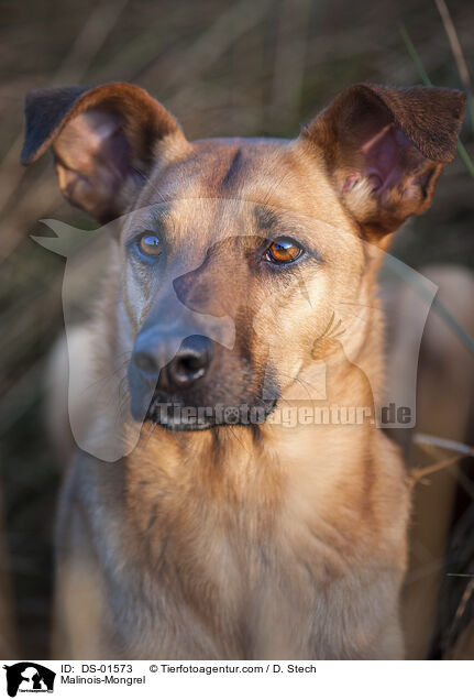 Malinois-Mischling / Malinois-Mongrel / DS-01573