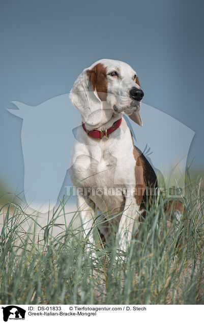 Griechisch-Italienische-Bracke / Greek-Italian-Bracke-Mongrel / DS-01833