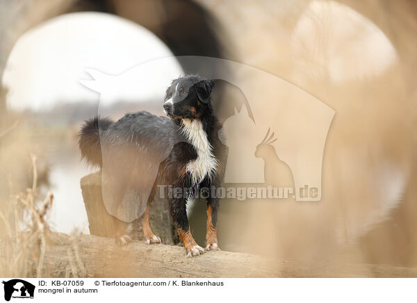Mischling im Herbst / mongrel in autumn / KB-07059