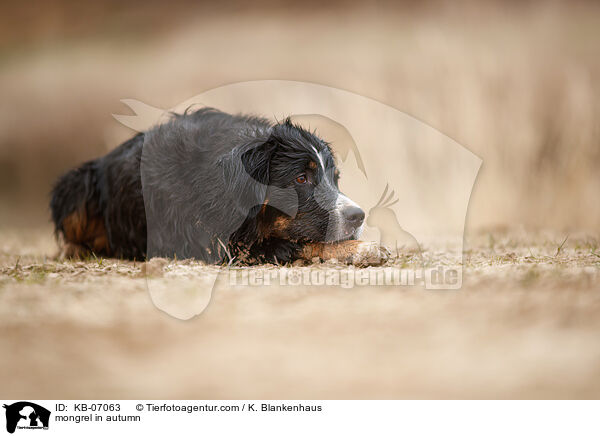 Mischling im Herbst / mongrel in autumn / KB-07063