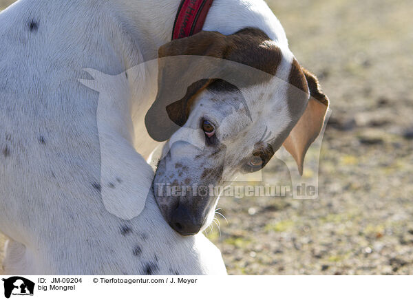 big Mongrel / JM-09204