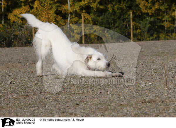 white Mongrel / JM-09205