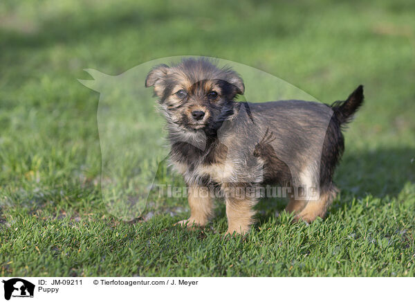 Puppy / JM-09211