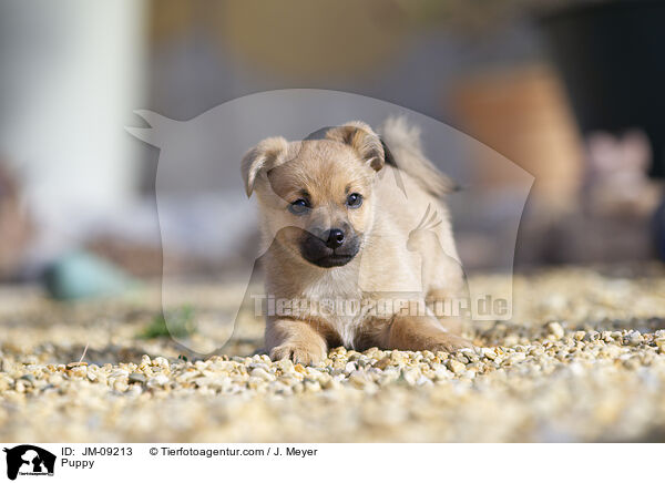 Puppy / JM-09213