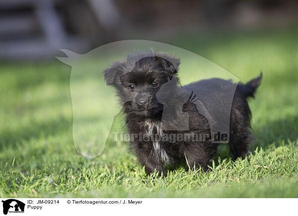Puppy / JM-09214