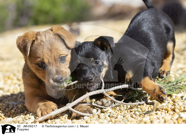 Welpen / Puppies / JM-09217