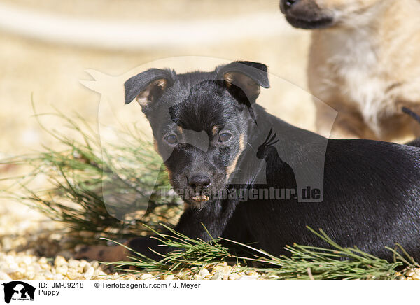 Puppy / JM-09218