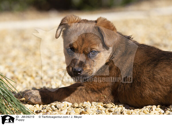 Puppy / JM-09219