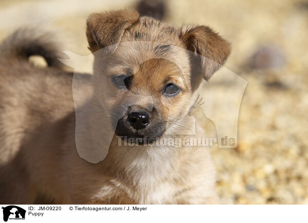 Puppy / JM-09220