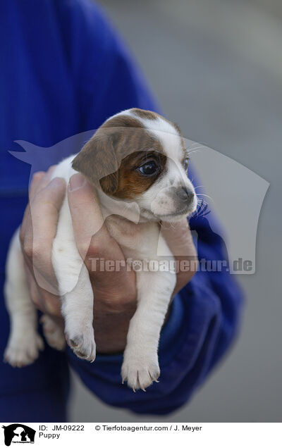 Puppy / JM-09222