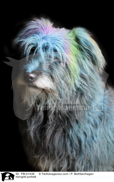 Mischling Portrait / mongrel portrait / PB-01436