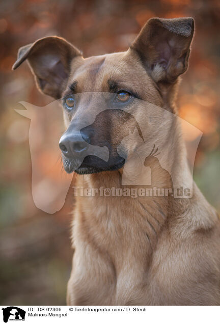Malinois-Mischling / Malinois-Mongrel / DS-02306