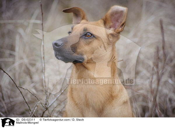 Malinois-Mischling / Malinois-Mongrel / DS-02311