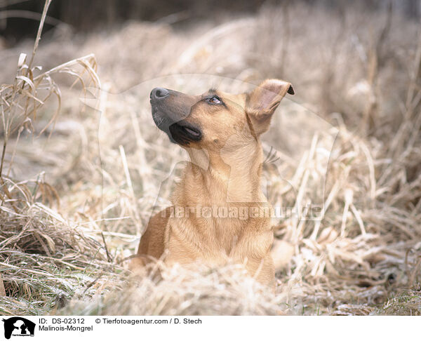 Malinois-Mischling / Malinois-Mongrel / DS-02312