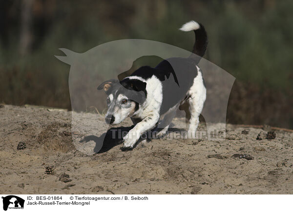 Jack-Russell-Terrier-Mongrel / BES-01864
