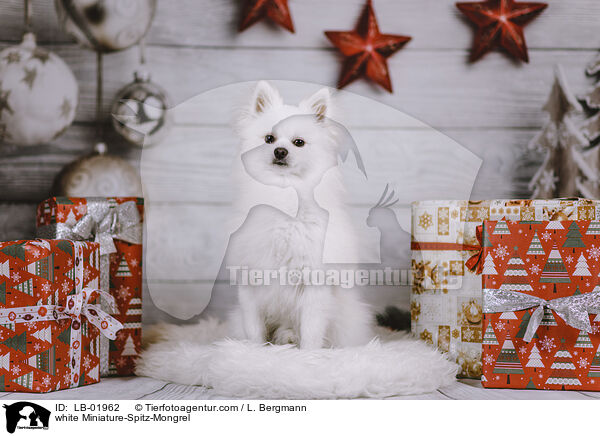 weier Zwergspitz-Mischling / white Miniature-Spitz-Mongrel / LB-01962