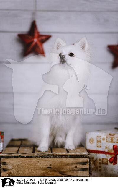 weier Zwergspitz-Mischling / white Miniature-Spitz-Mongrel / LB-01963