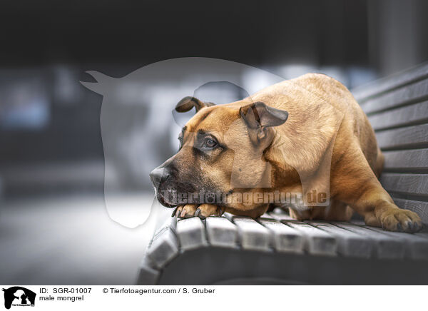 Mischling Rde / male mongrel / SGR-01007