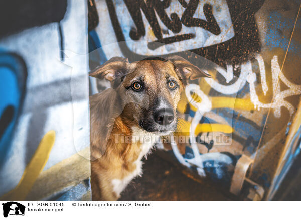 Mischling Hndin / female mongrel / SGR-01045