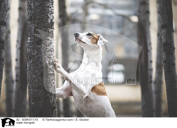 male mongrel / SGR-01115