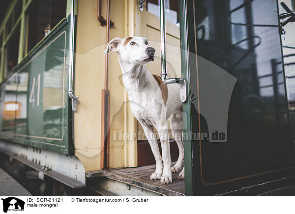 Mischling Rde / male mongrel / SGR-01121