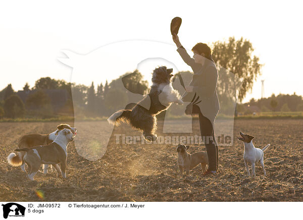 5 dogs / JM-09572