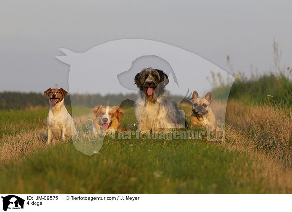 4 dogs / JM-09575