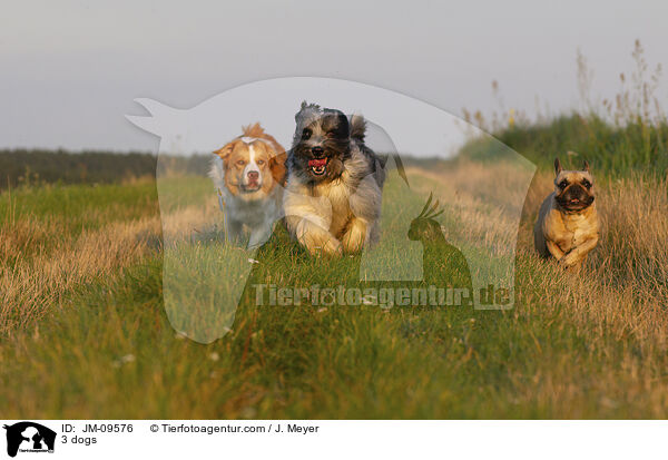 3 Hunde / 3 dogs / JM-09576