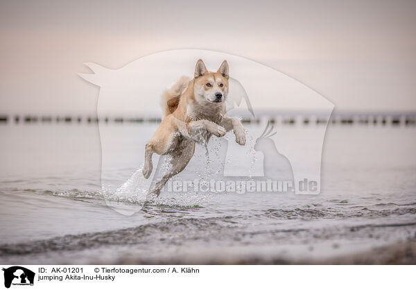 springender Akita-Inu-Husky / jumping Akita-Inu-Husky / AK-01201