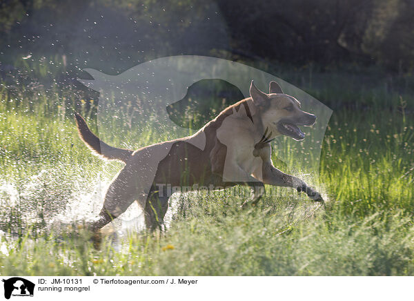 rennender Mischling / running mongrel / JM-10131